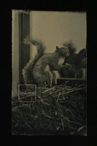 Amazing! Antique Tintype Photo Squirrel in Mirror 1870s