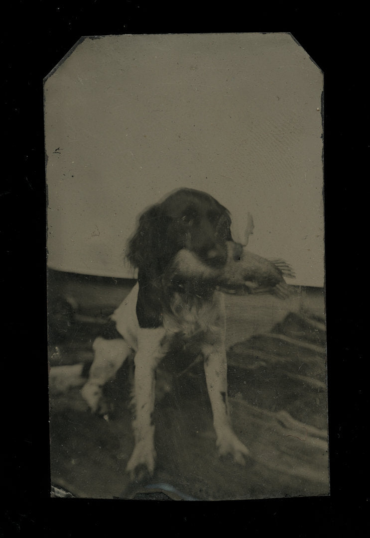 Hunting Dog Springer Spaniel Holding Game Bird or Duck - 1860s 1870s Pet Tintype