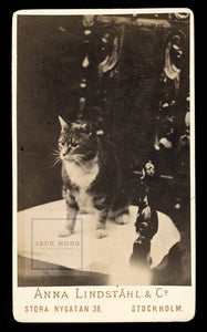 Antique / Victorian Era Photo - Tabby Cat from Stockholm Sweden! Pioneering Lady Photographer
