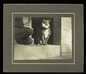 Unusual Early 1900s Cabinet Photo Headless Boy & Pit Bull Dog
