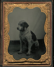 Load image into Gallery viewer, 1/4 Plate Ambrotype Photo of a Spotted Dog - Antique Image, Late 1850s!
