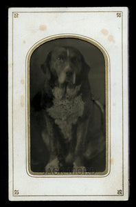 Original 1870s / 1880s Tintype Photo of Sitting Dog
