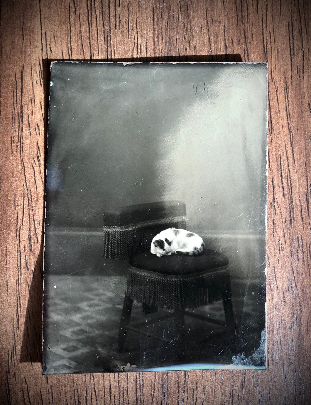 Antique 1870s SLEEPING CAT Tintype