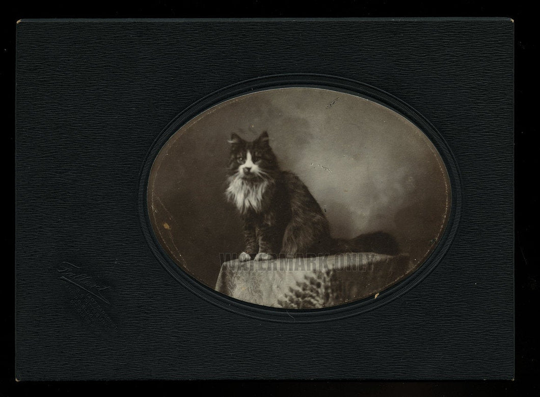Antique Photo Harry Wetzel's Cat 1900s VTG