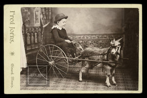 Great Cabinet Card Little Boy Driving Goat Cart & Hidden Mother?
