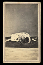Load image into Gallery viewer, Great Antique 1860s CDV Photo of a Lounging Dog - Hunting Spaniel / New York
