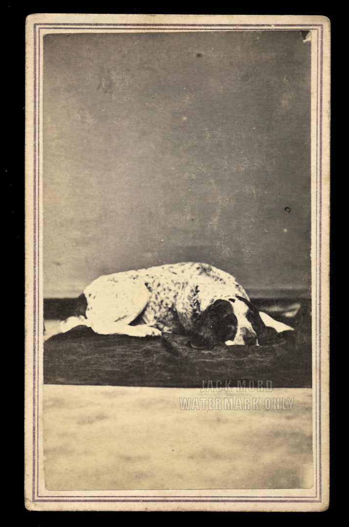 Great Antique 1860s CDV Photo of a Lounging Dog - Hunting Spaniel / New York