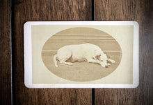 Load image into Gallery viewer, Great Antique 1860s CDV Photo of a Lounging Dog - Jack Russell Terrier / New Jersey
