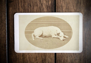 Great Antique 1860s CDV Photo of a Lounging Dog - Jack Russell Terrier / New Jersey