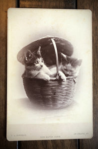 Two Kittens / Cats in a Basket 1870s 1880s Cabinet Card Photo