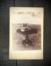 Load image into Gallery viewer, Early-1890s Cabinet Photo, Outdoor Cat
