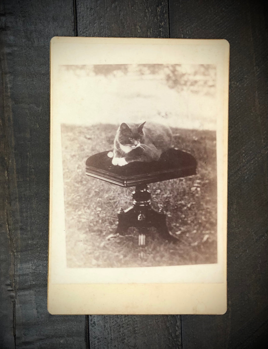 Early-1890s Cabinet Photo, Outdoor Cat