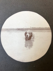 2 Antique Photos Cute Saint Bernard Dog Swimming Approaches Camera Round, Kodak?