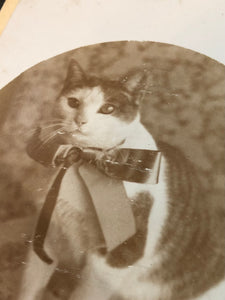Early-1890s Cabinet Photo, Cat Wearing Bow