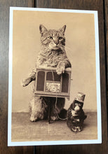 Load image into Gallery viewer, Organ Grinder Cat

