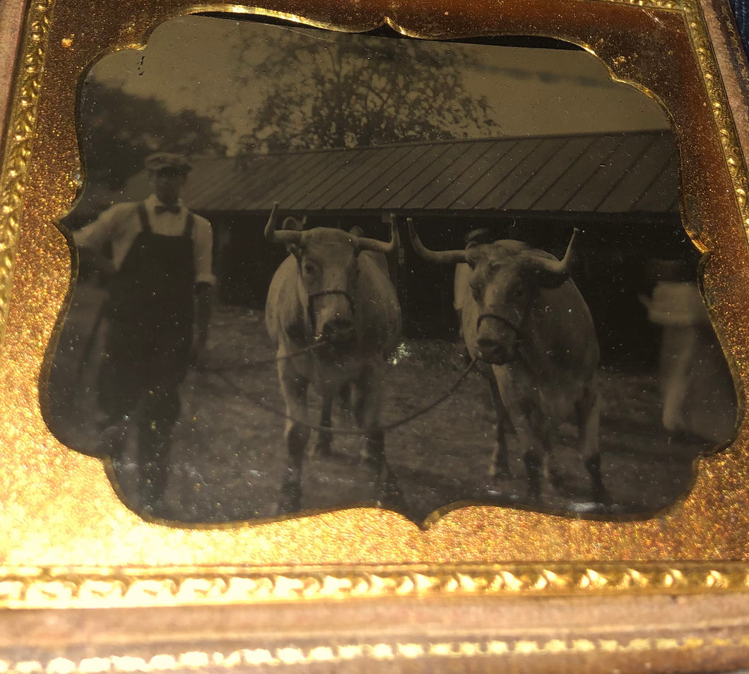 Antique Outdoor Tintype Photo of Man with Oxen or Bulls