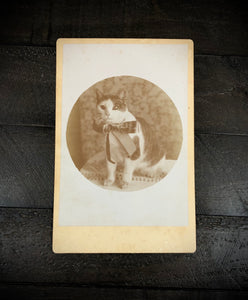 Early-1890s Cabinet Photo, Cat Wearing Bow