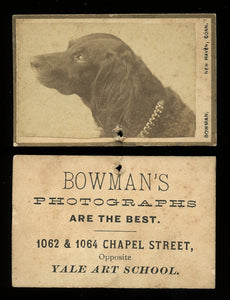 Rare Miniature Format Antique Photo Irish Setter DOG - Photographer Advertising