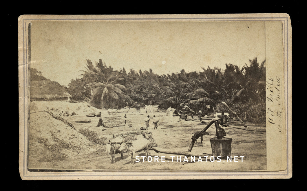 1860s CDV Workers at Palm Oil Mill in India / Rare Occupational Photo, Antique