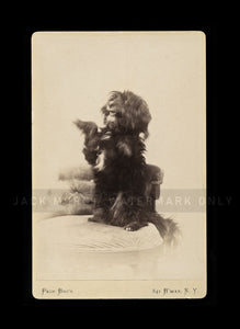 Cute Trick Dog in Chair by Celebrity Photographer Pach Bros New York 1880s Photo