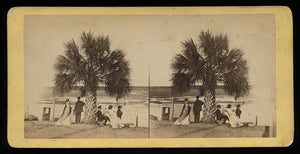 Savannah Georgia - 1860s Stereoview Photo - Victorian Group By Palmetto Tree