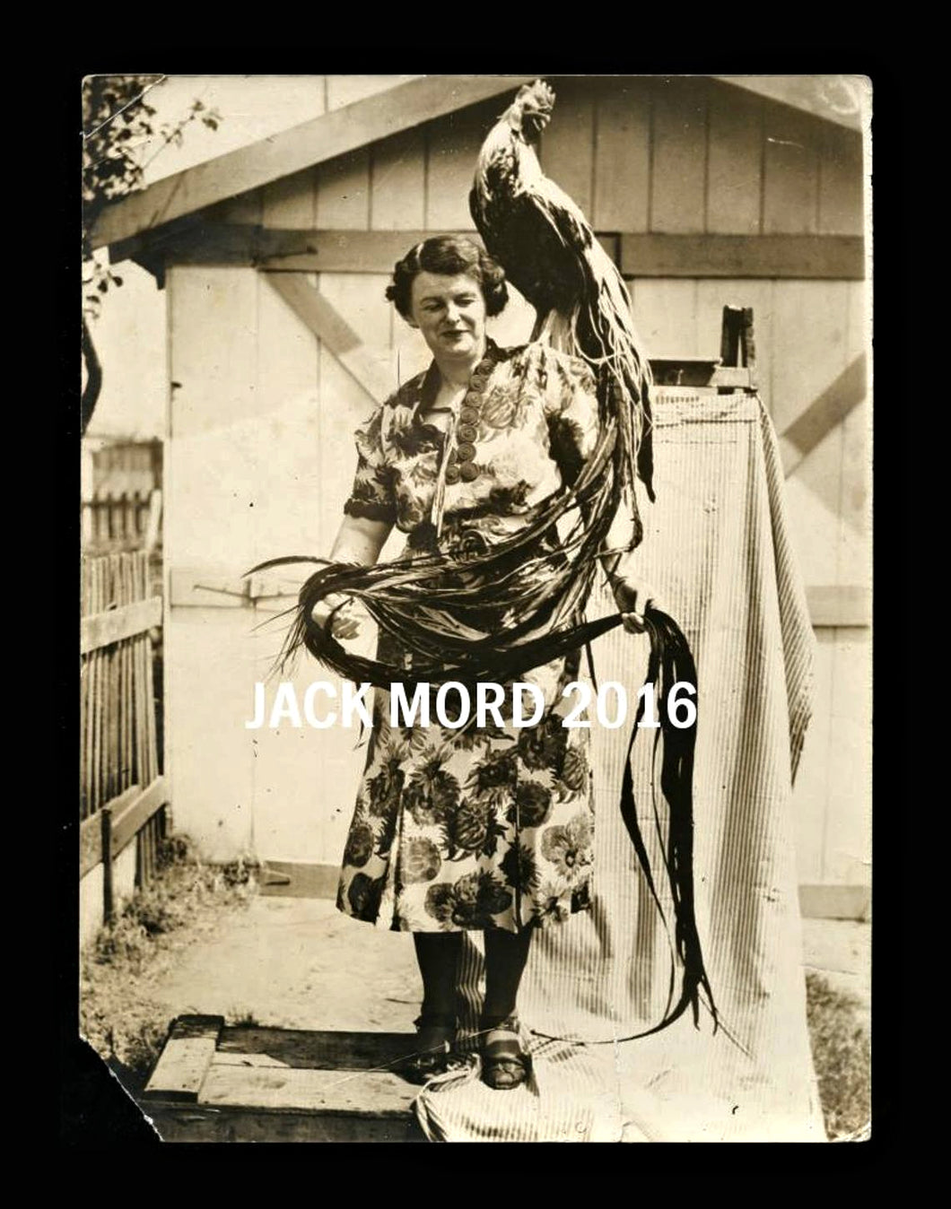 Unusual Vintage Photo Woman with Long Tailed Rooster - Animal Oddities