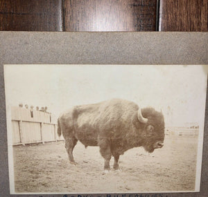 Rare Antique 1900s Photo Buffalo Bill Cody Wild West Show Buffalo Wyoming 1905