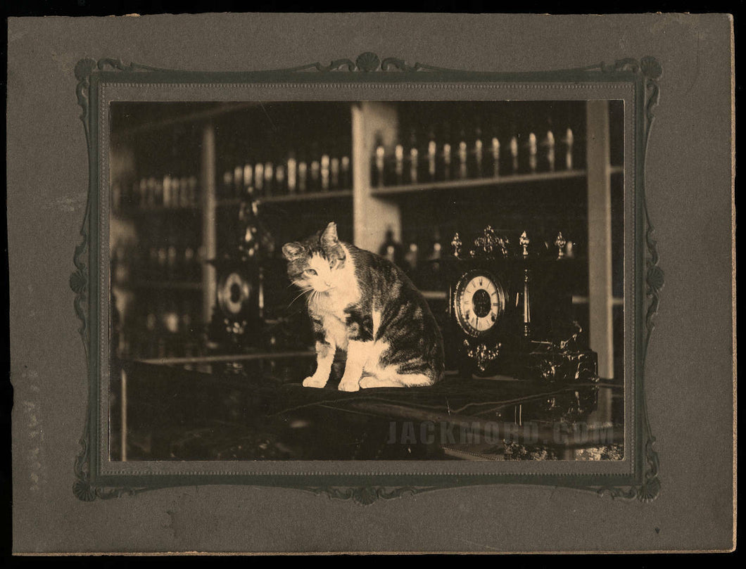 Antique 1900s Cabinet Photo of Clock Store Cat