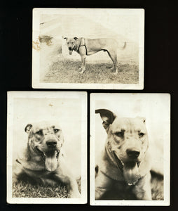 THREE Great Vintage Snapshot Photos of Dog - 1920s 1930s