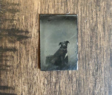 Load image into Gallery viewer, Miniature Gem Tintype Photo Cute Little Dog In Chair 1860s 1870s
