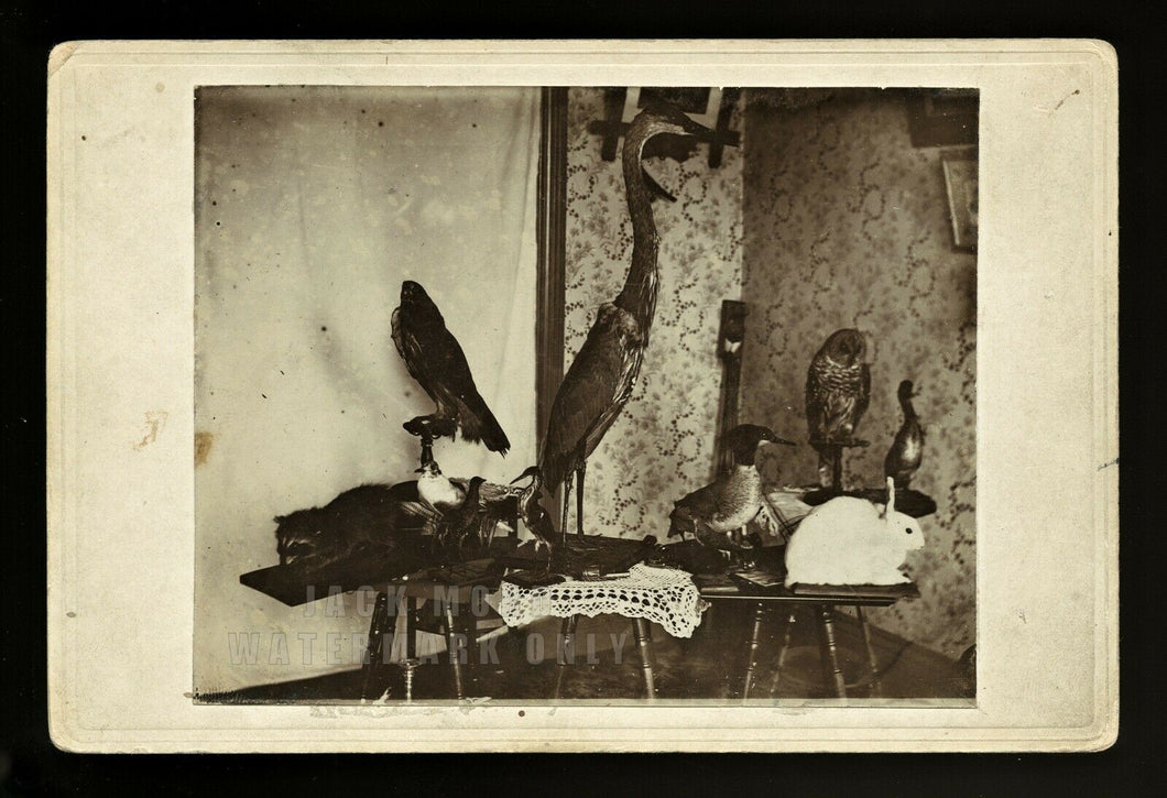 Antique 1800s Photo Hunting Taxidermist Taxidermy Display - Birds Ducks Owl Gun