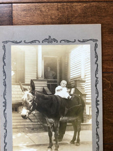 [ HORSES ] Antique & Vintage Photo Photography Lot
