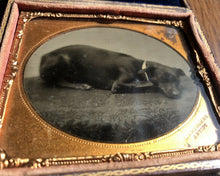 Load image into Gallery viewer, Sleeping Dog on Table! Antique Tintype Photo Fall River MA Photographer Dunshee
