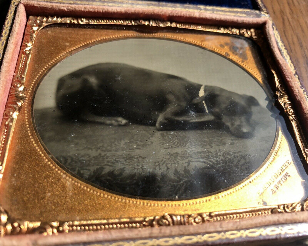 Sleeping Dog on Table! Antique Tintype Photo Fall River MA Photographer Dunshee