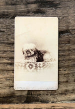 Load image into Gallery viewer, CDV of a Dog by Boston Photographer J. Notman
