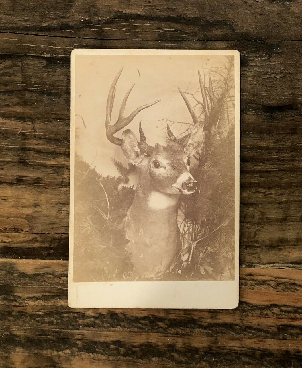 Unusual Deer Head Taxidermy Mount Antique Photo 1800s New Bedford Massachusetts