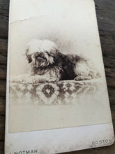 Load image into Gallery viewer, CDV of a Dog by Boston Photographer J. Notman
