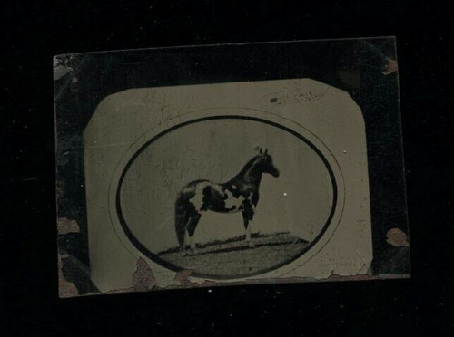 Unusual Miniature Victorian Era Tintype of Toy Horse Rare 1800s VTG