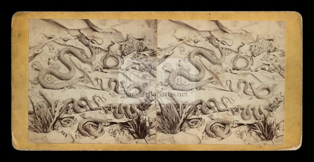 Rare & Unusual Antique 1870s Stereoview Photo - SNAKES in 3D!