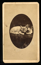 Load image into Gallery viewer, 1870s CDV Photo Two Cute Topeka Kansas Cats or Kittens
