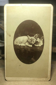 1870s CDV Photo Two Cute Topeka Kansas Cats or Kittens